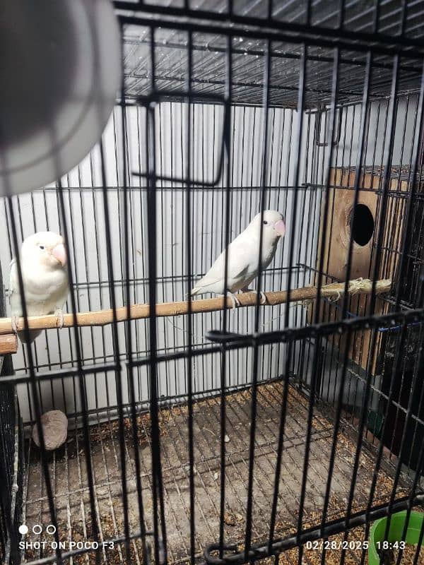 Love Birds Breeders Pair Red Eyes and Black eyes 7