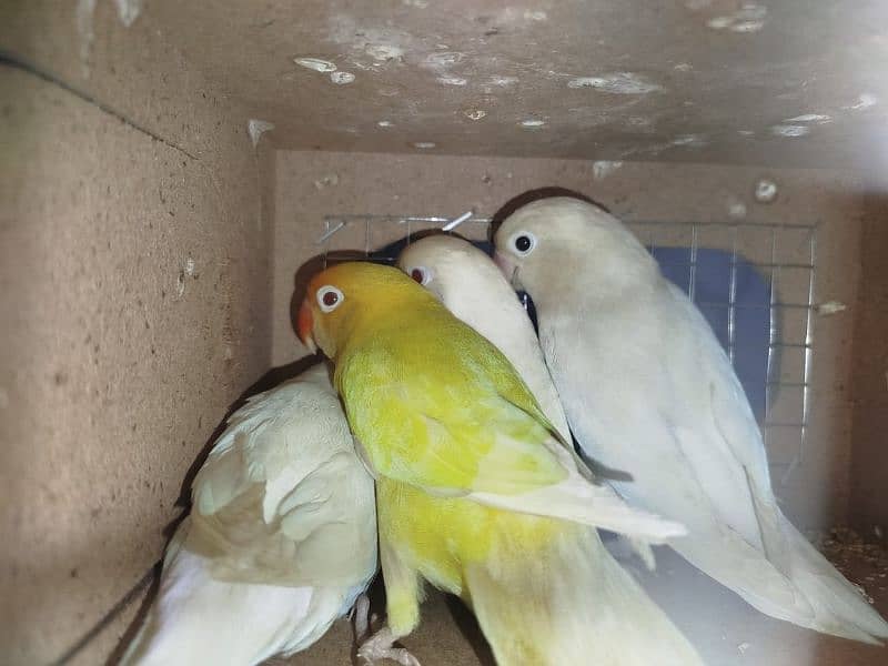 Love Birds Breeders Pair Red Eyes and Black eyes 15