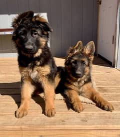 German shepherd pedigree puppies available