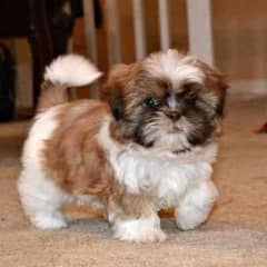 shihtzu puppies available looking for a new home