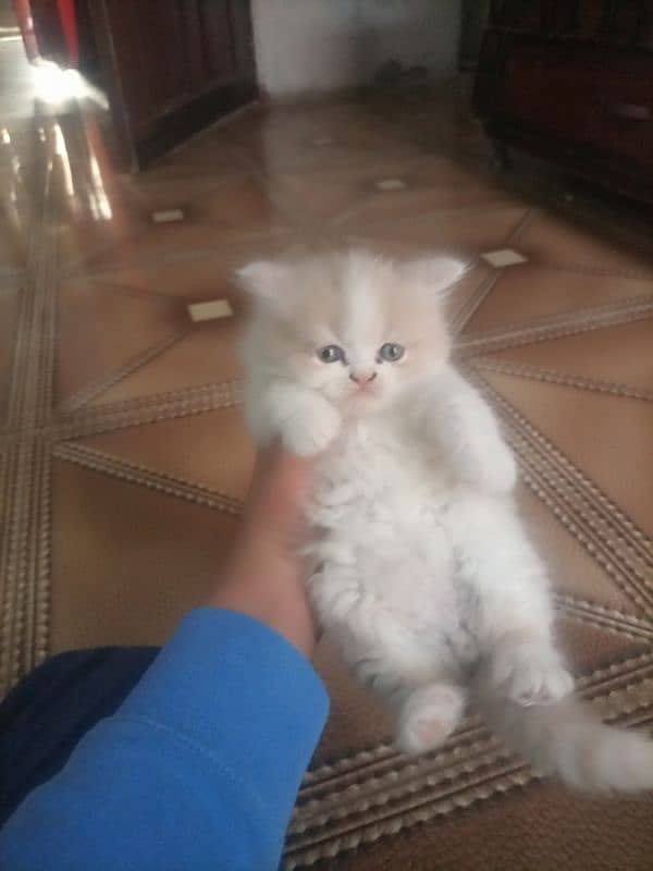 Persian cat kitten for sale. Tripple coated age 45 days. 0