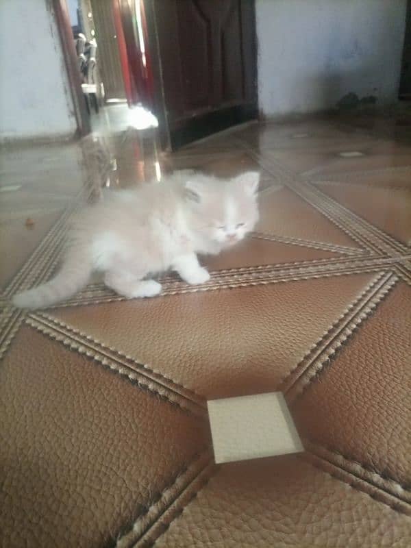 Persian cat kitten for sale. Tripple coated age 45 days. 1