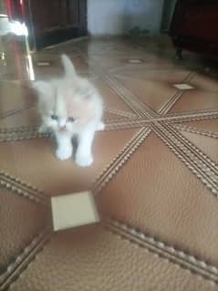 Persian cat kitten for sale. Tripple coated age 45 days.