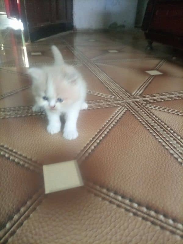 Persian cat kitten for sale. Tripple coated age 45 days. 2