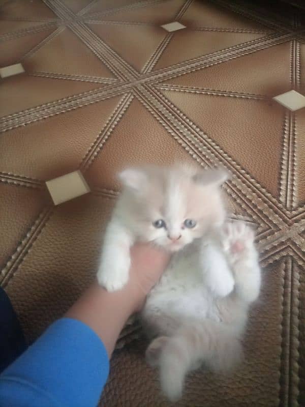 Persian cat kitten for sale. Tripple coated age 45 days. 3