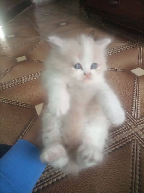 Persian cat kitten for sale. Tripple coated age 45 days. 4