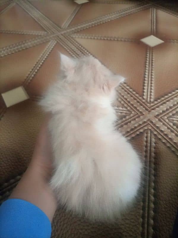 Persian cat kitten for sale. Tripple coated age 45 days. 5