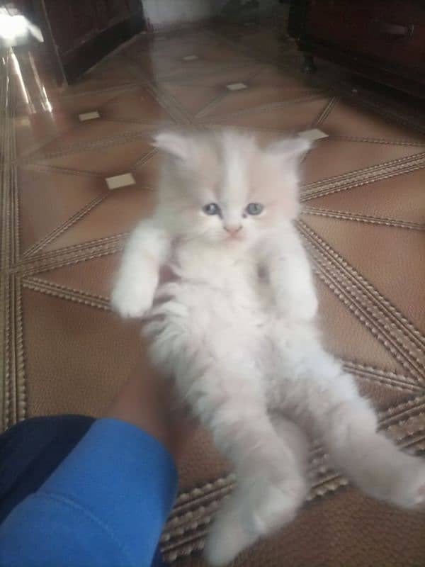 Persian cat kitten for sale. Tripple coated age 45 days. 6