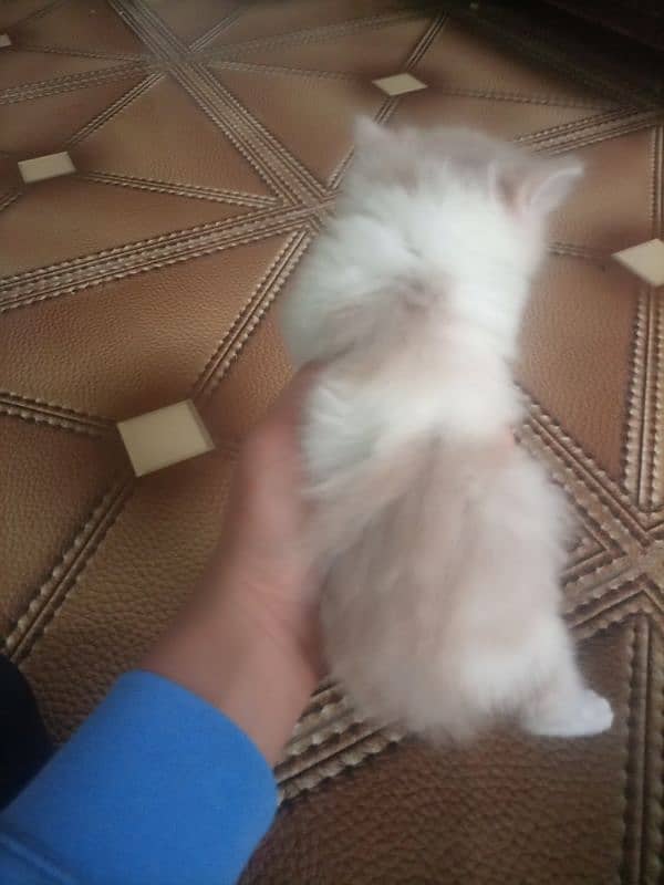 Persian cat kitten for sale. Tripple coated age 45 days. 7