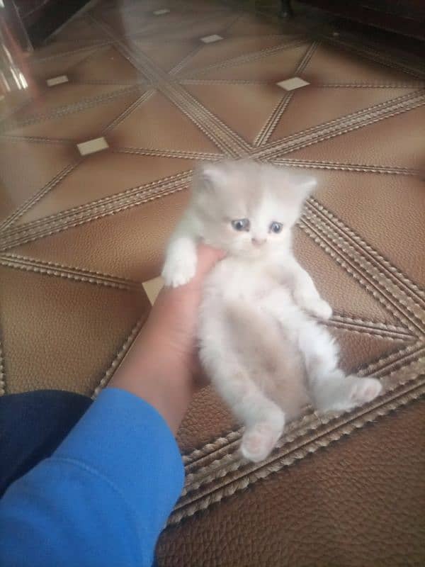 Persian cat kitten for sale. Tripple coated age 45 days. 8