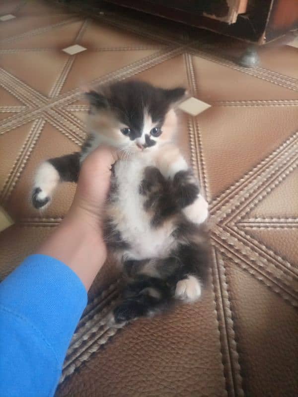 Persian cat kitten for sale. Tripple coated age 45 days. 10