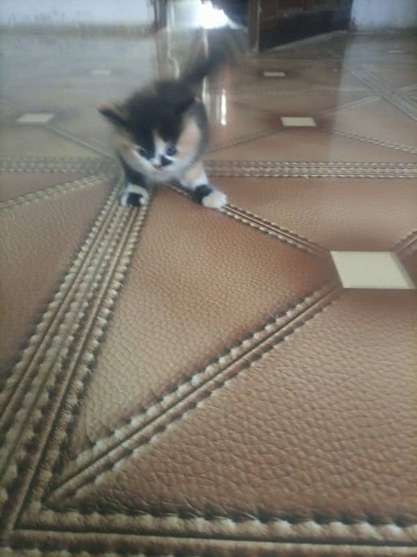 Persian cat kitten for sale. Tripple coated age 45 days. 11