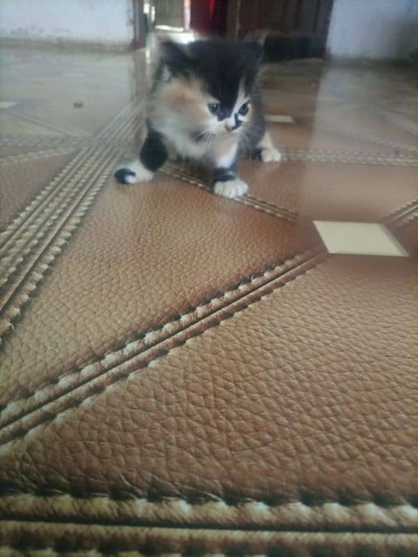 Persian cat kitten for sale. Tripple coated age 45 days. 12