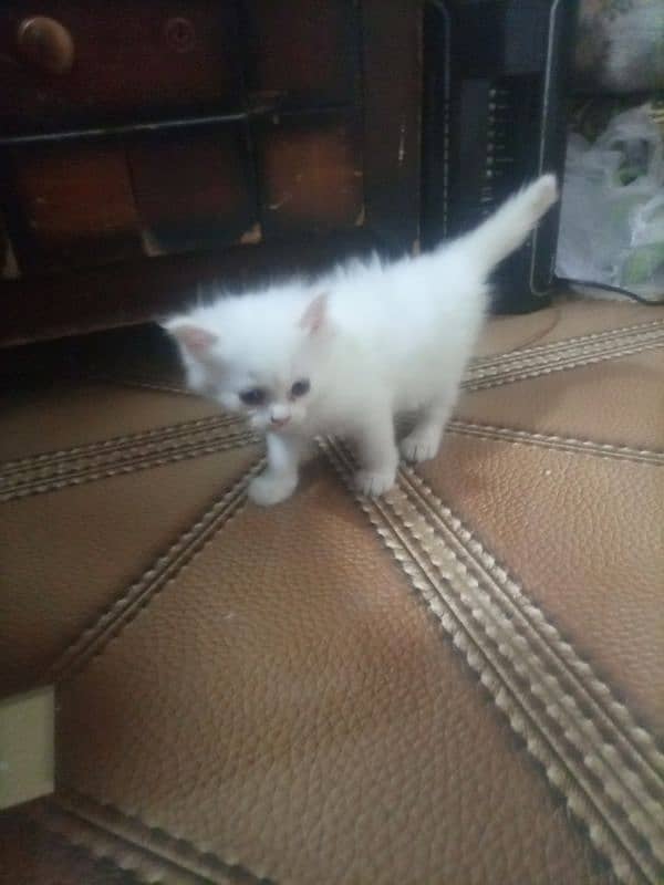 Persian cat kitten for sale. Tripple coated age 45 days. 13