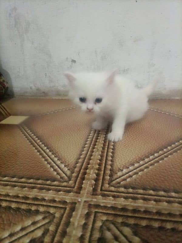 Persian cat kitten for sale. Tripple coated age 45 days. 14