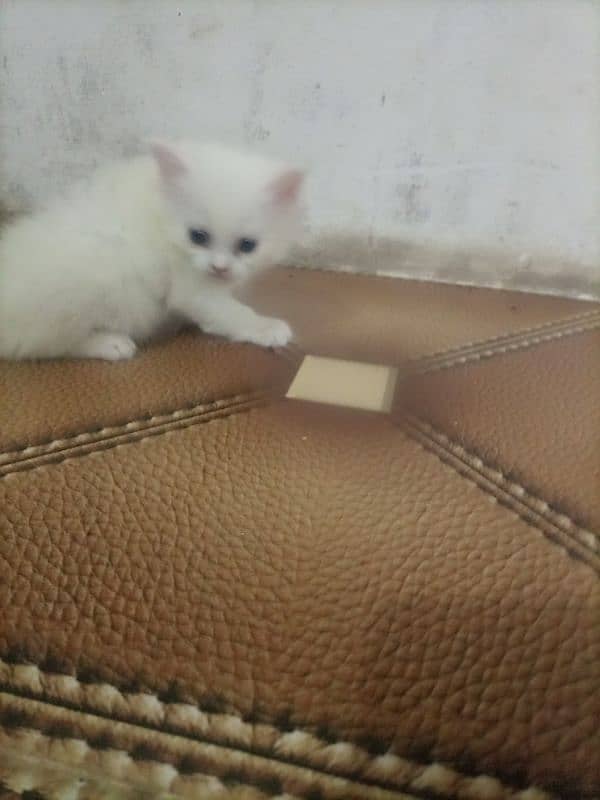 Persian cat kitten for sale. Tripple coated age 45 days. 15