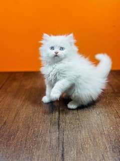 Persian Blue eyes kittens