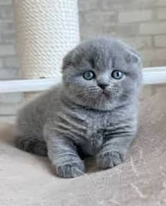 Scottish fold kittens available russia import