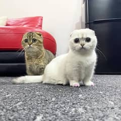 munchkin kittens available russia import