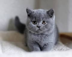 British shorthair kittens available russia import