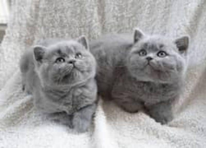 British shorthair kittens available russia import 1