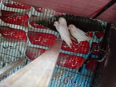 albino red eye breeder pair eggs average 5 Contact No:03220994309