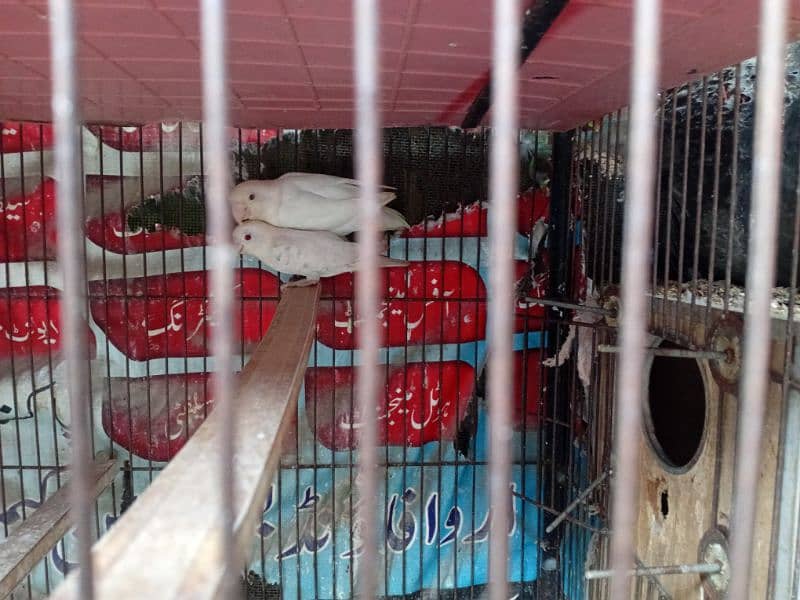 albino red eye breeder pair eggs average 5 Contact No:03220994309 1