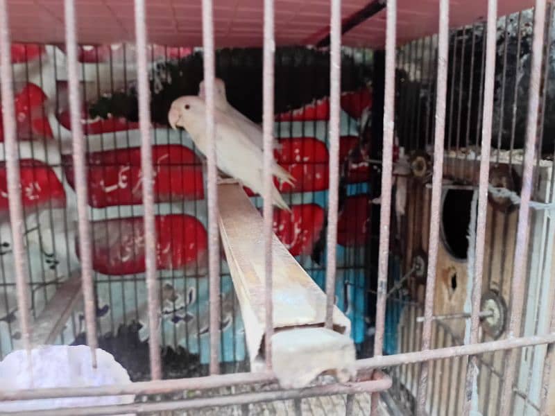 albino red eye breeder pair eggs average 5 Contact No:03220994309 3