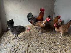 Desi Hens And Cock