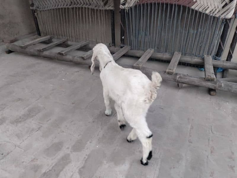 dasi bakra 5