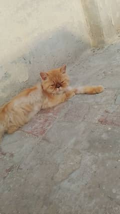 I Sale My Persian Adult Male Cat WhatsApp nu 03065552120