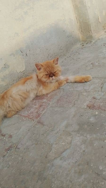 I Sale My Persian Adult Male Cat WhatsApp nu 03065552120 0