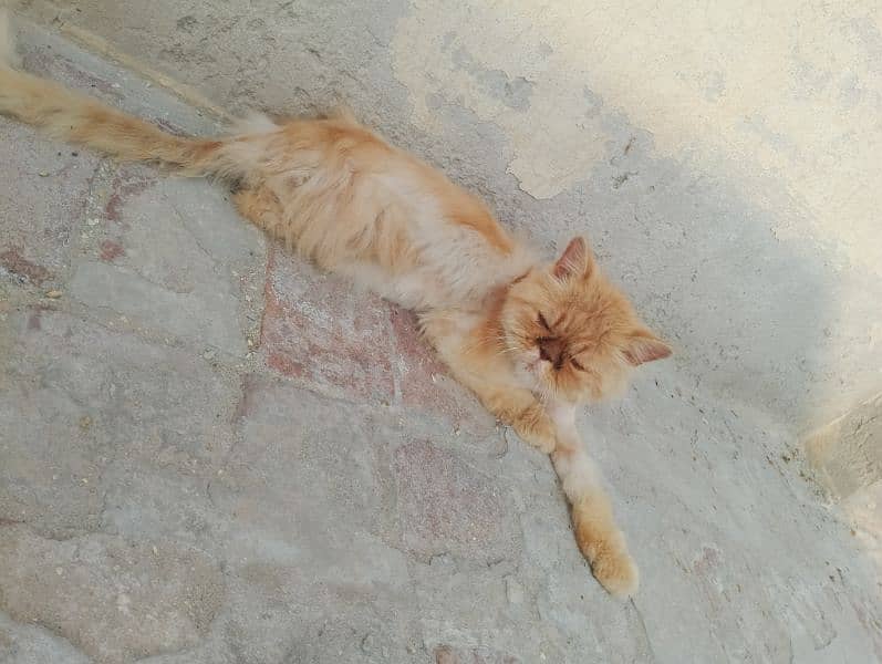 I Sale My Persian Adult Male Cat WhatsApp nu 03065552120 2