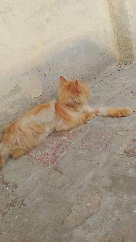 I Sale My Persian Adult Male Cat WhatsApp nu 03065552120 3