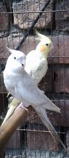 Fellow cocktail  or tcb budgies breeder