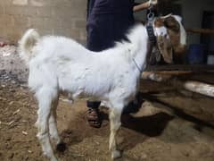 bakra for sale