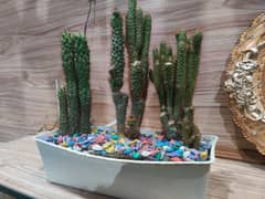 Cactus three long plants including multiple beats and pot for indoor