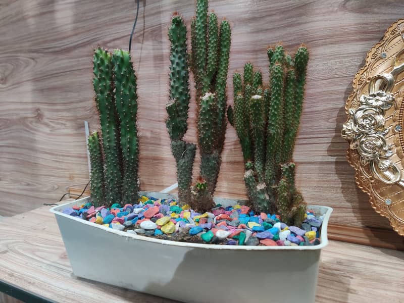 Cactus three long plants including multiple beats and pot for indoor 0