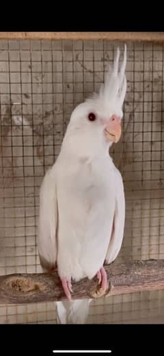 Red Eye Cockatiels