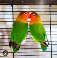 love bird pair