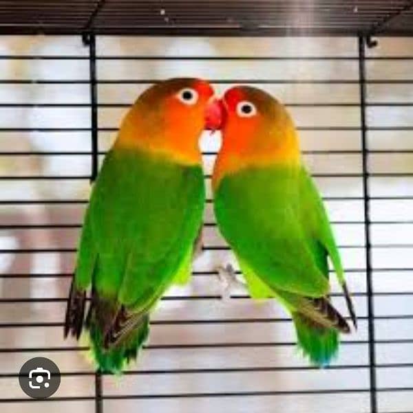 love bird confirm breeder pair 0