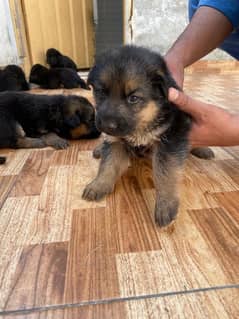 German shepherd puppies