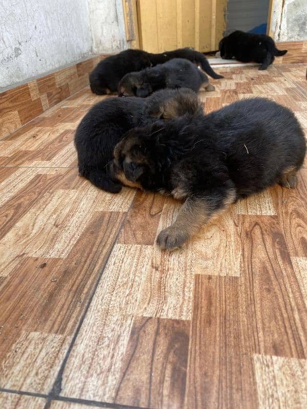 German shepherd puppies 3