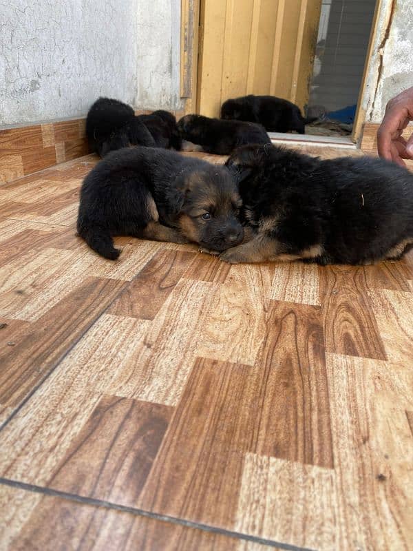 German shepherd puppies 4