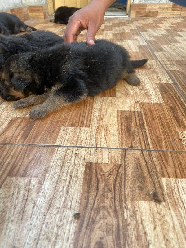 German shepherd puppies 6