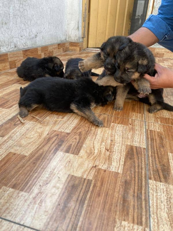 German shepherd puppies 8