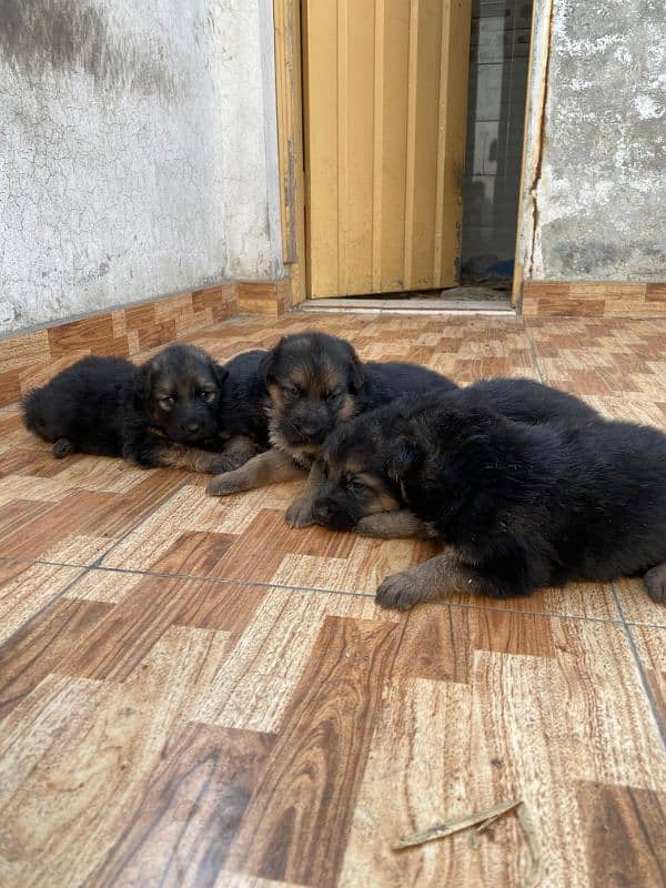 German shepherd puppies 11