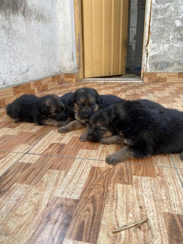 German shepherd puppies 12