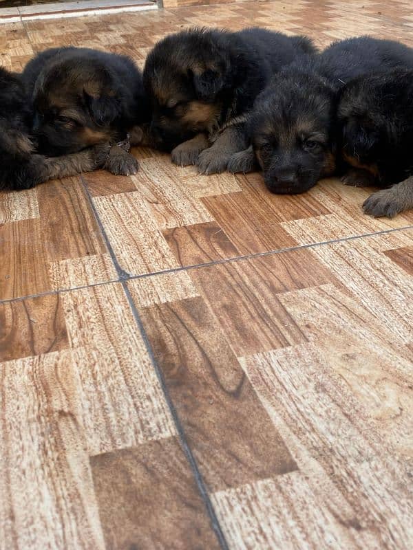 German shepherd puppies 13