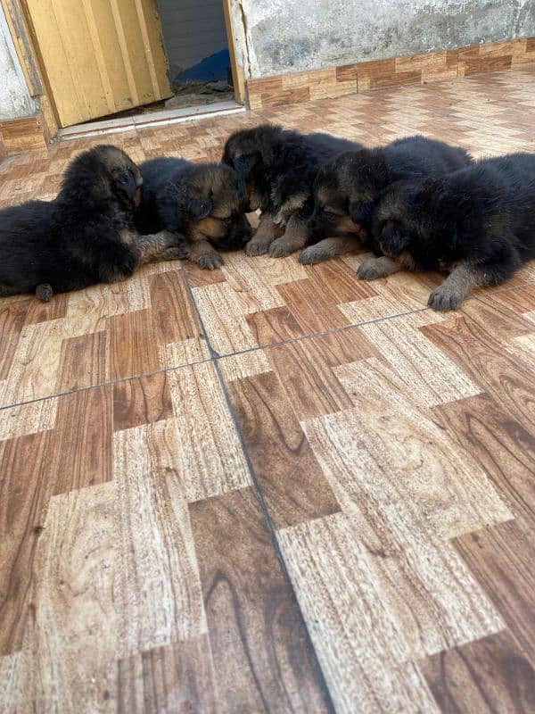 German shepherd puppies 14